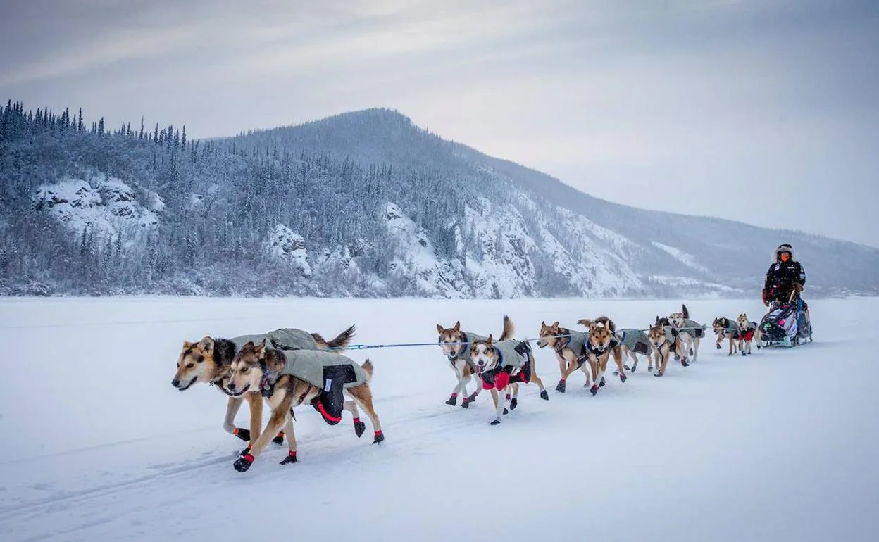 Aliy Zirkle, la musher que vuelve a la Iditarod desde hace 20 años | El  Correo