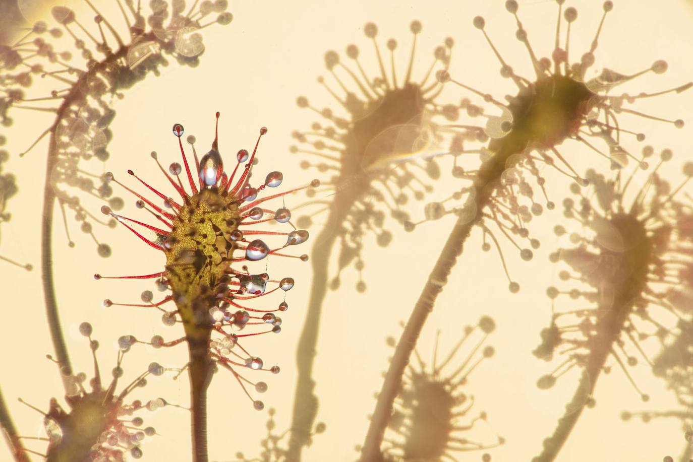 Una situación complicada : Paisajes, Paisajes acuáticos y Flora Winner. Inocentemente posadas sobre las delgadas espinas rojas de una drosera de hojas alargadas (Drosera intermedia), las gotas de néctar atraen a los insectos como guarniciones dulces en un cóctel letal. Cuando un insecto aterriza para sorber el néctar, la rocío del sol carnívora enrolla lentamente sus hojas a su alrededor, liberando enzimas digestivas que licuan a su presa desprevenida en una comida digerible.