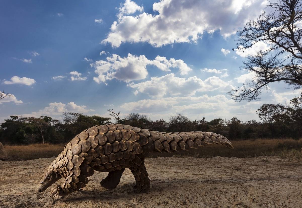 “Pangolins in Crisis” de Brent Stirton. Primer premio en la categoría de "fotografía de autor."