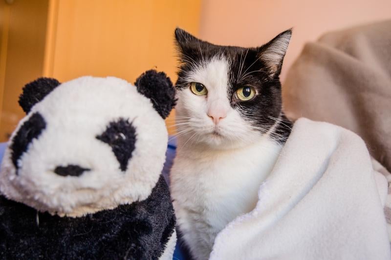 Fotos: La esperanza de los gatos sin hogar