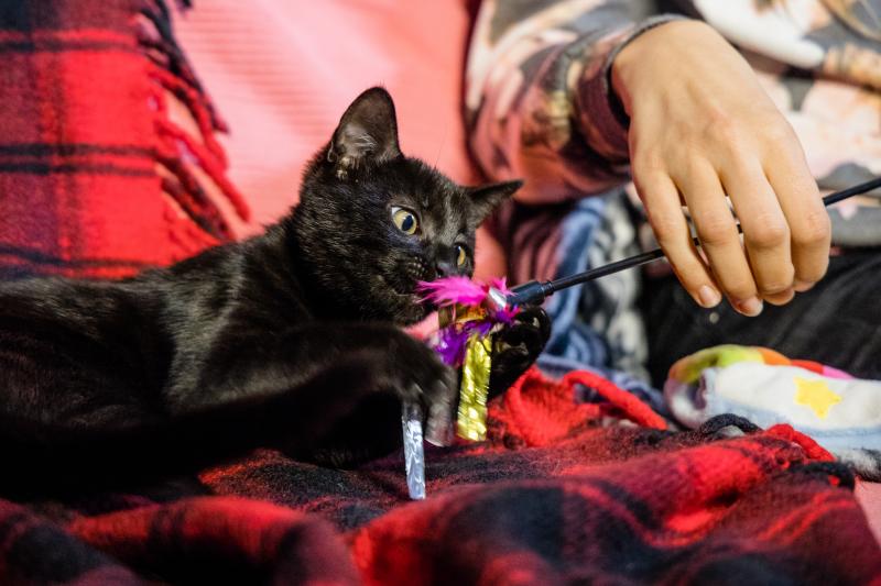 Fotos: La esperanza de los gatos sin hogar