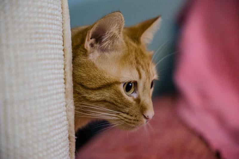 Fotos: La esperanza de los gatos sin hogar