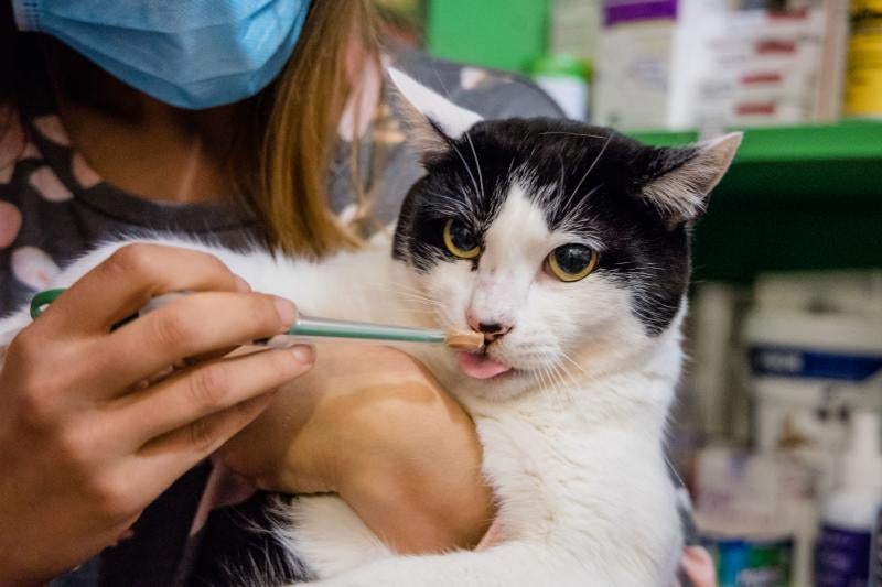 Fotos: La esperanza de los gatos sin hogar