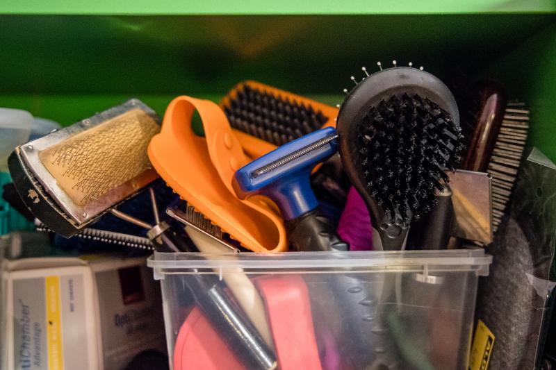 Fotos: La esperanza de los gatos sin hogar