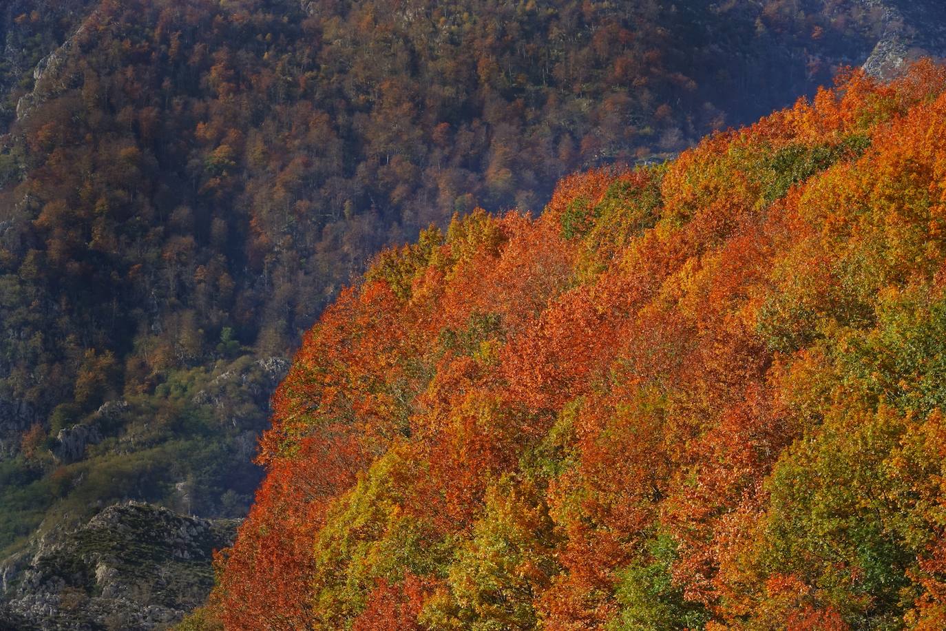 Fotos: El impresionante otoño en los Picos de Europa