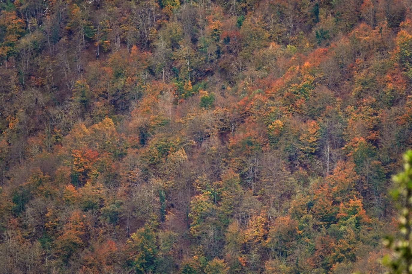 Fotos: El impresionante otoño en los Picos de Europa
