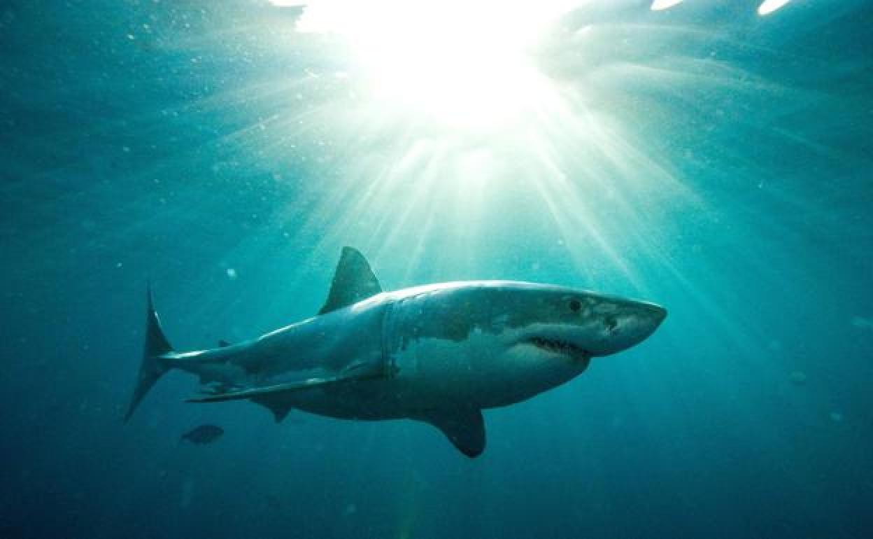 El sistema premiado salva a los tiburones de quedar atrapados entre las redes. 