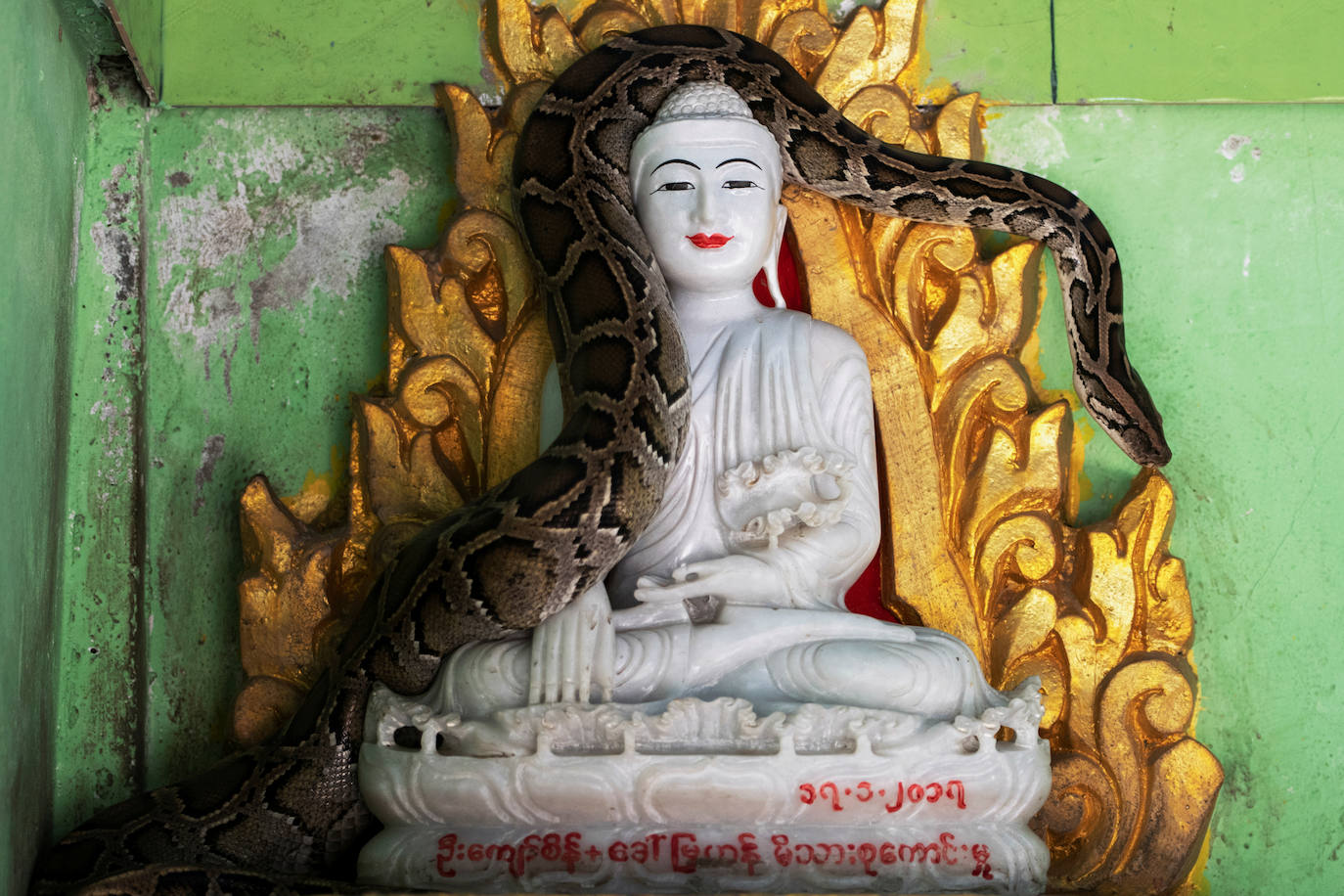 Una pitón birmana rescatada yace sobre una estatua de Buda. Tener un santuario de este tipo en Myanmar, principalmente budista, significa que la gente puede ganar 'mérito' al entregar las serpientes a un monje en lugar de matarlas o venderlas, dijo Wilatha, quien siente que está ayudando a proteger el ciclo ecológico natural. 