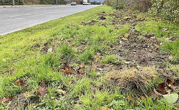 Imagen principal - Las marcas de los jabalíes son perfectamente visibles en Salburua. 