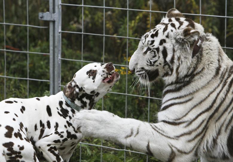 El tigre blanco de un año Bombay juega con el dálmata Jack de 4 años en el Circus William de Berlín.