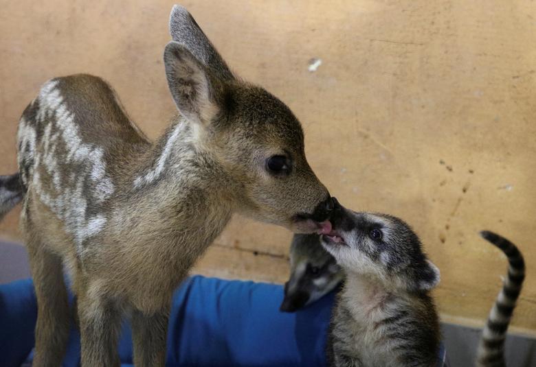 Un cachorro de corzo lame un coatí en un parque local de miniaturas en Bakhchisaray, Crimea, 10 de junio de 2020. El corzo recién nacido, llamado Silver Hoof, fue encontrado y luego llevado al parque, donde fue adoptado por la cabra Roza y es ahora vecinos con coatíes.