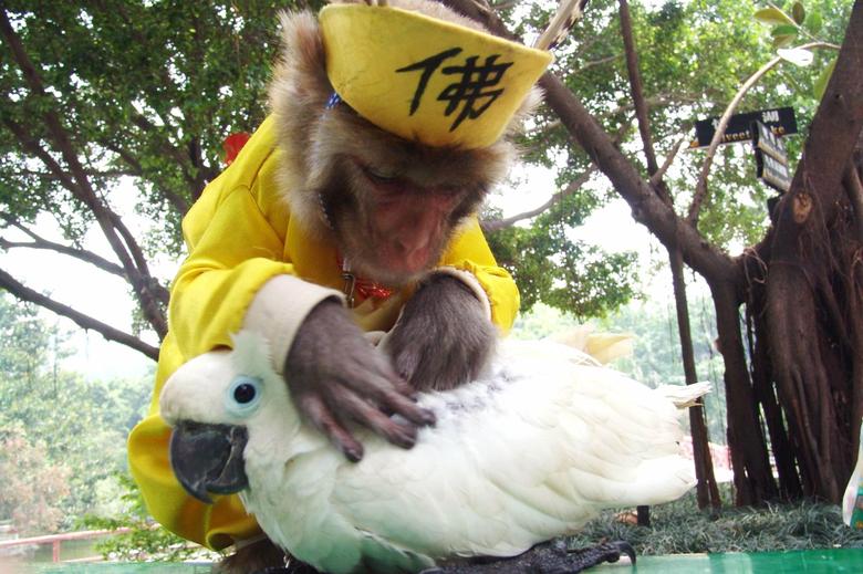 Un mono ayuda a un loro a deshacerse de los piojos en un parque de animales salvajes en Shenzhen, China.