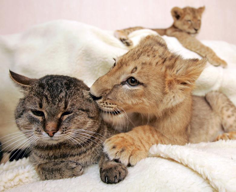 Un cachorro de león acaricia a un gato doméstico mientras otro león descansa en una casa privada en Jarkov.