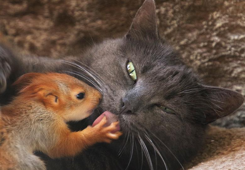 La gata Pusha, que adoptó cuatro ardillas bebés huérfanas y actualmente se alimenta y vive con ellas, se encuentra en un parque local de miniaturas en Bakhchisaray, Crimea.