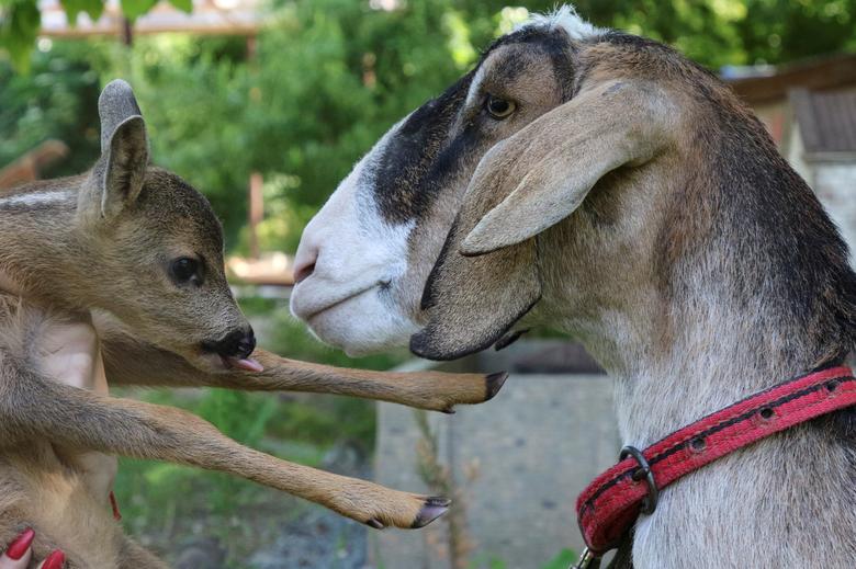 La cabra Roza y un cachorro de corzo se ven en un parque local de miniaturas en Bakhchisaray, Crimea, el 10 de junio de 2020. El corzo recién nacido, llamado Silver Hoof, fue encontrado y luego llevado al parque, donde fue adoptado por una cabra. y ahora vecinos con coatíes.