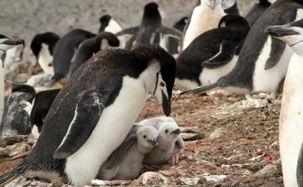 Pingüinos barbijos en Isla Decepción. Las heces de muchos pingüinos tienen trazas rosas debido a que tienen una dieta rica en camarón antártico. 