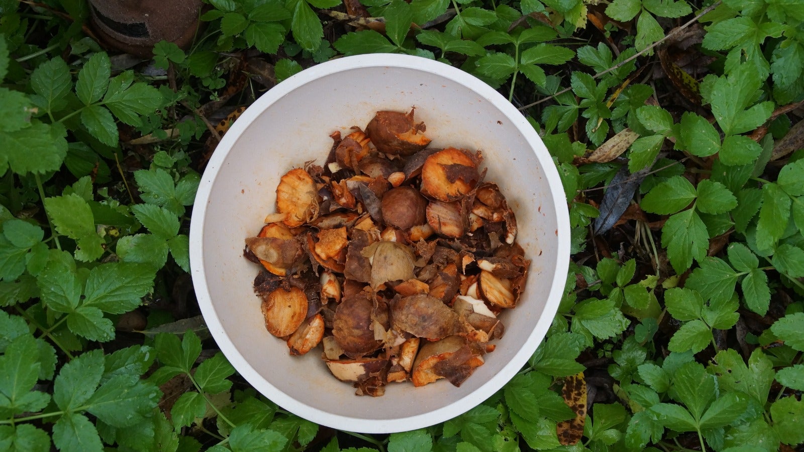 Fotos: La novedosa firma de 4 bilbaínos que tiñen su ropa con…¡aguacate!