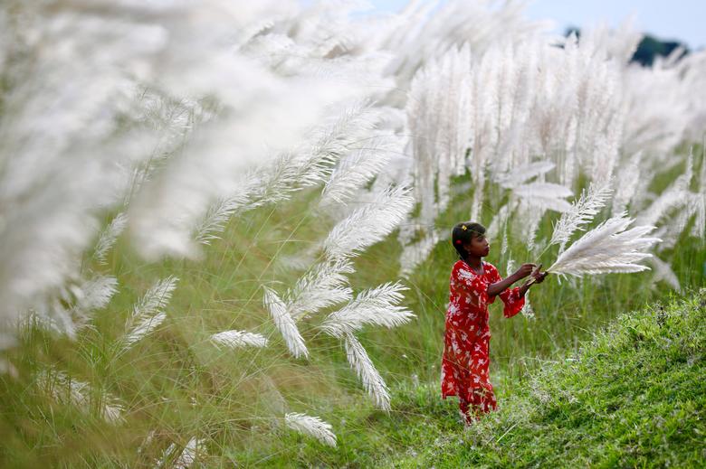 Blangadés. Una niña recoge amentos en un campo en medio de la pandemia de COVID-19 en Sarighat, en las afueras de Dhaka, Bangladesh.