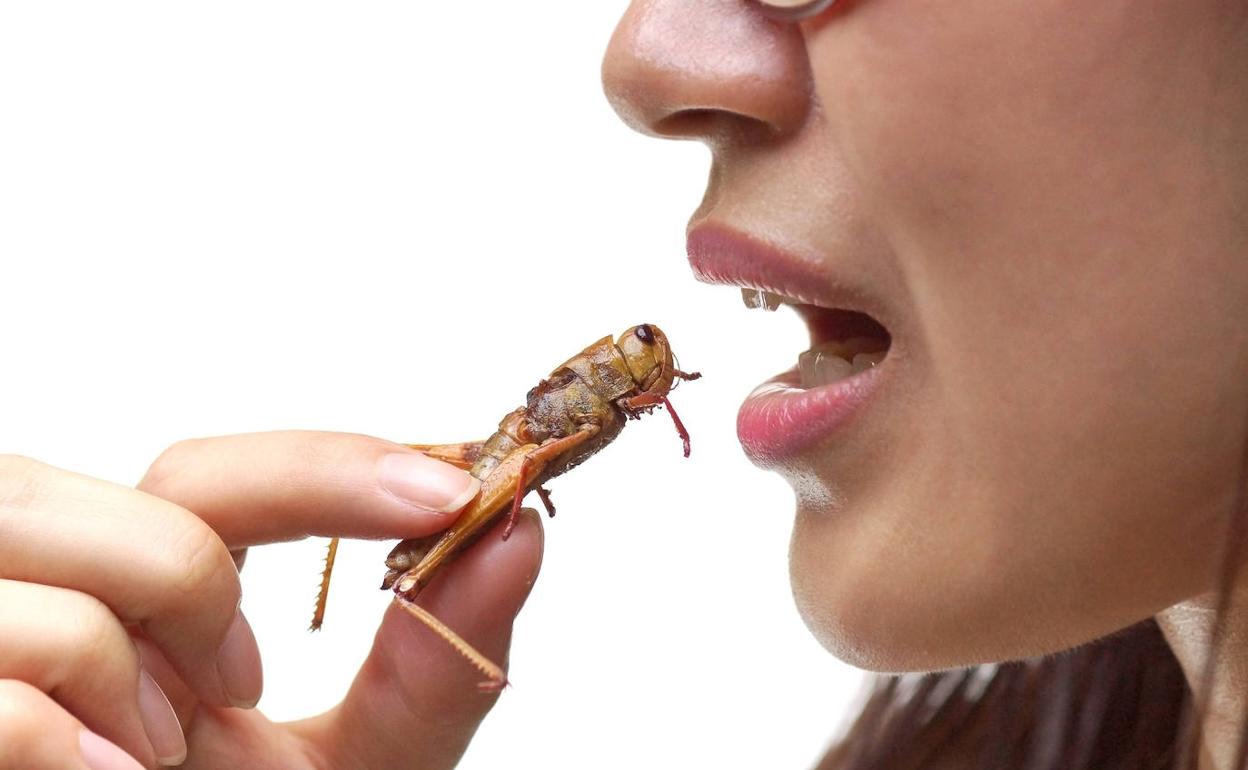 ¡Ni hablar de saltamontes!