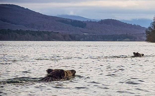 Los cerdos salvajes, ayer en el embalse de Ullíbarri-Gamboa. 