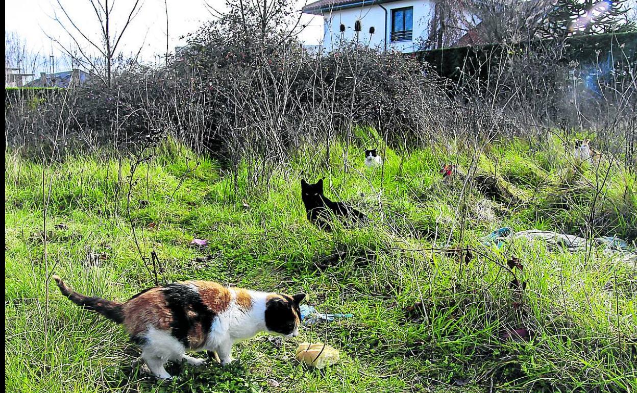 Área donde se han instalado los animales, junto a la calle Atxo Apellániz, en Armentia.