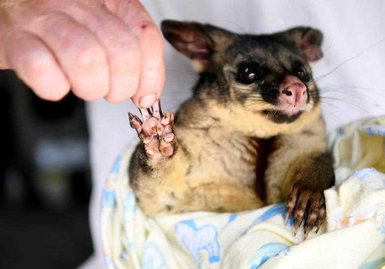 Voluntarios de WIRES cuidan a una zarigüeya cola de cepillo con una pata quemada en Merimbula, Australia.