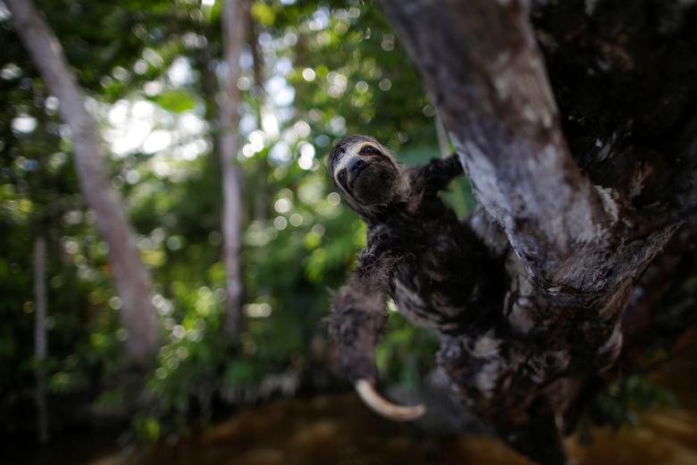 Un perezoso de tres dedos cuelga de un árbol en las afueras de la bahía de Melgaco, Brasil..