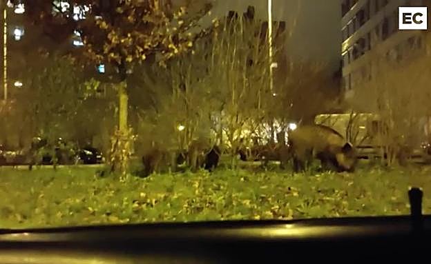 Algunos conductores pudieron grabar a los jabalíes por Salburua.