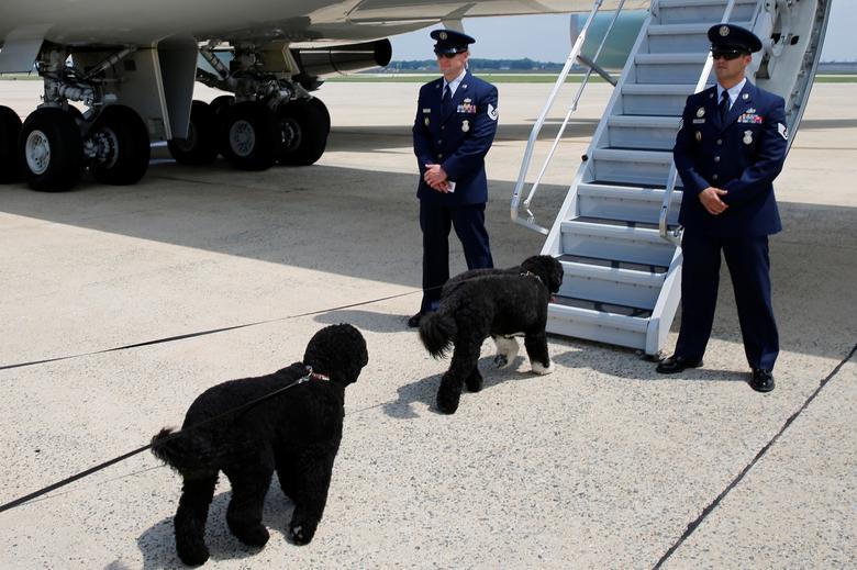 Los perros del presidente Barack Obama, Sunny y Bo, llegan a bordo del Air Force One para viajar a Massachusetts para las vacaciones anuales de la familia en Martha's Vineyard, desde la base conjunta Andrews, Maryland, el 6 de agosto de 2016. 