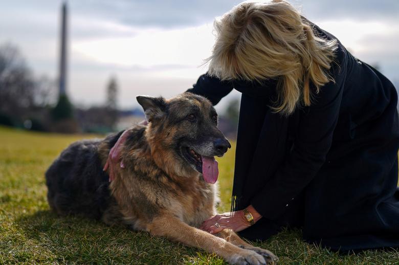 La primera dama Jill Biden acaricia a uno de los perros de la familia, Champ, después de su llegada desde Delaware a la Casa Blanca en Washington, el 24 de enero de 2021. 