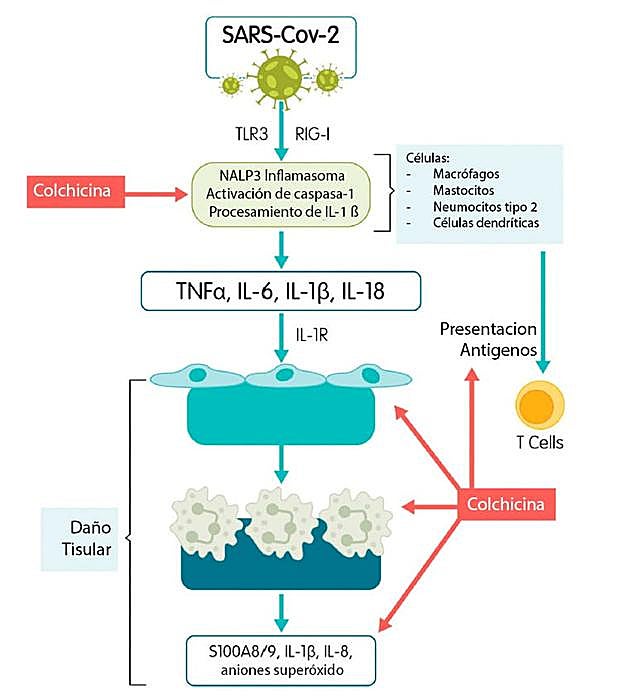 Mecanismo de acción antiinflamatorio de la colchicina y su relación con la infección por SARS-CoV-2. 