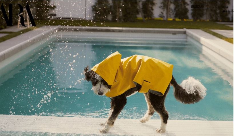 Fotos: Abrigos, chaquetas y sudaderas para perros: Zara impacta con su nueva colección canina