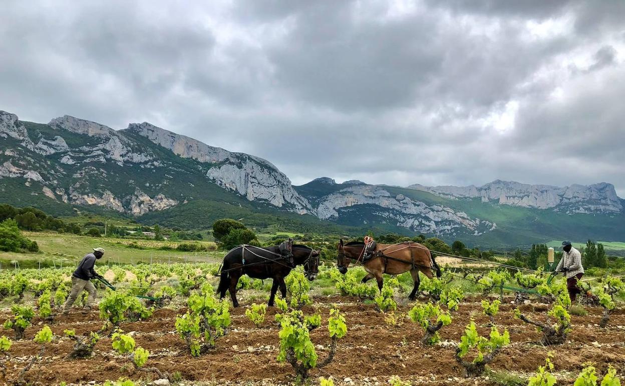 Dos mulas labran la viña Finca La Medika en Leza, plantada en 1920 y propiedad de Bodegas Valdelana.