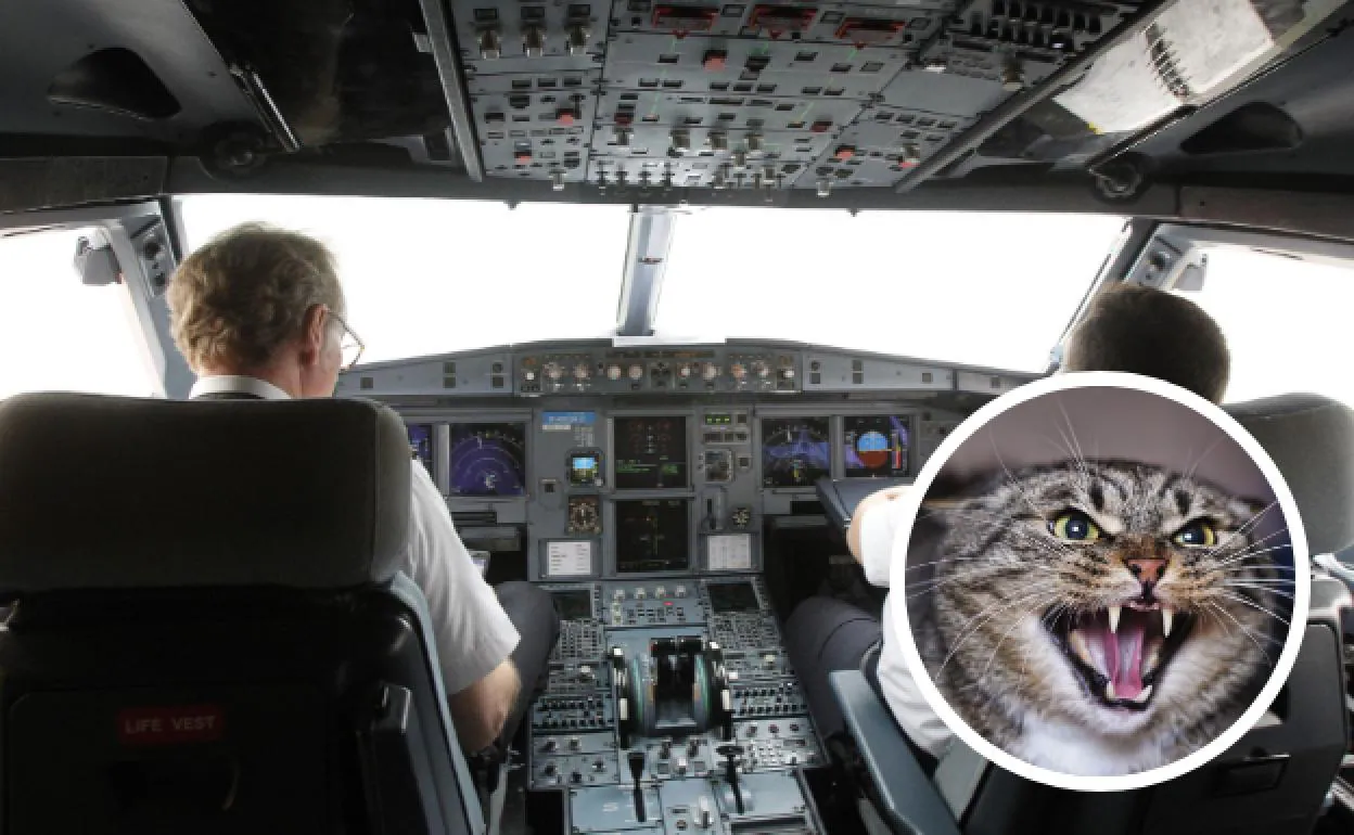 Un gato se cuela en un avión y ataca al capitán en pleno vuelo 