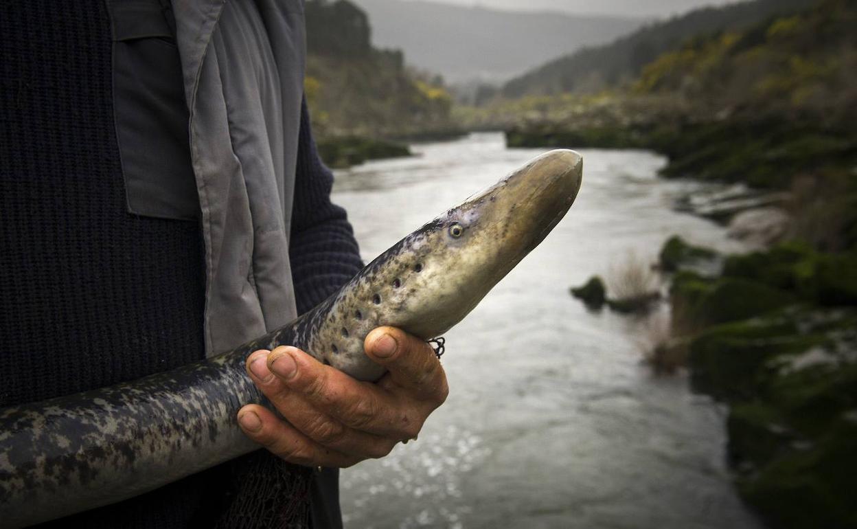 El Río Miño a la altura de Arbo, donde se captura la lamprea con técnicas ancestrales en las «pesquerías. 