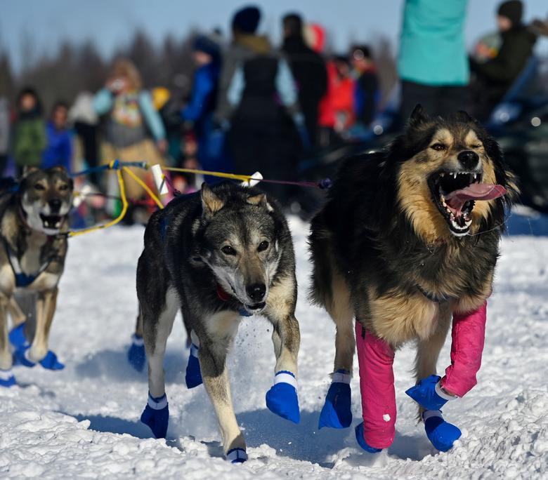 con cuantos perros tienes que acabar en el iditarod