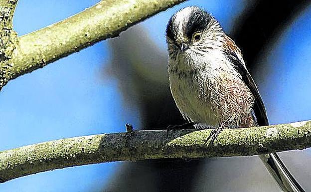 Imagen principal - Mito. Similar a un peluche, habita en la zona de Mendiola. Arrendajo. Habitual del paraje de Gaztelua. Garzas reales. Nido en un árbol junto a un centro comercial. 