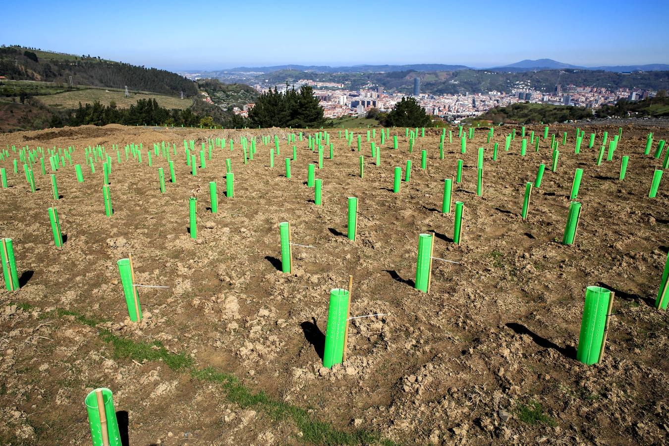 Fotos: La cantera del Peñascal será pronto un robledal