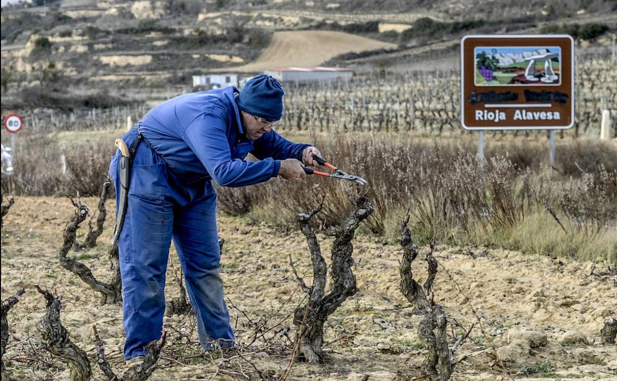 Un agricultor poda sus viñedos en Rioja Alavesa.