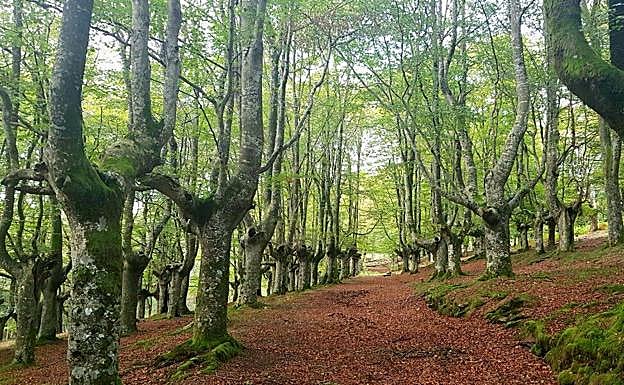 Un camino se abre paso entre los hayedos de Urkiola. 