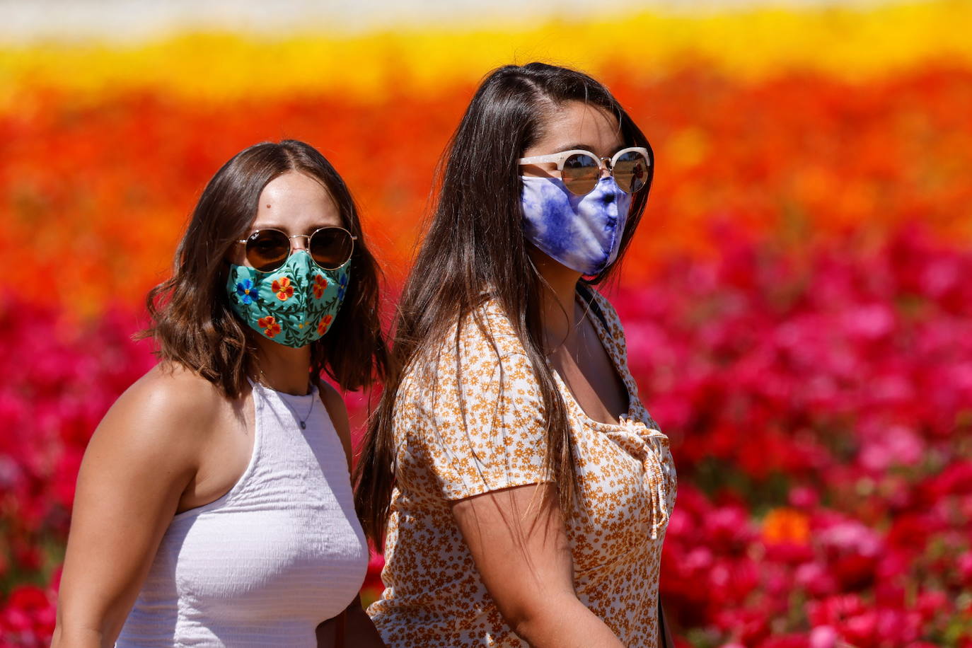 Fotos: Campos de flores de cuento en San Diego (California)