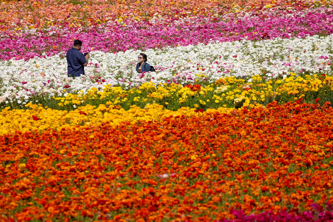 Fotos: Campos de flores de cuento en San Diego (California)