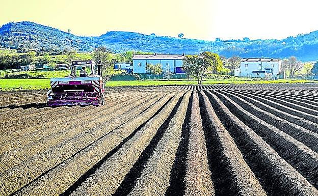 Imagen principal - Arriba, vista de la finca, con los caballones. Debajo, Edurne, la mujer del agricultor, ayuda a cargar las sacas de siembra. 