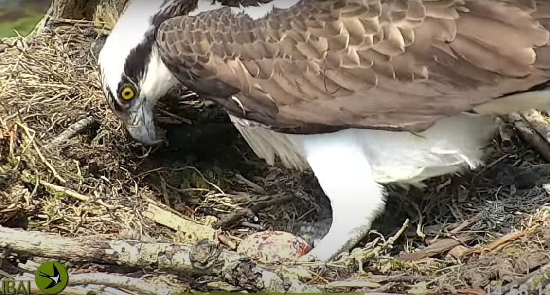 El primer polluelo de águila pescadora de Urdaibai podría nacer a finales  de mayo | El Correo