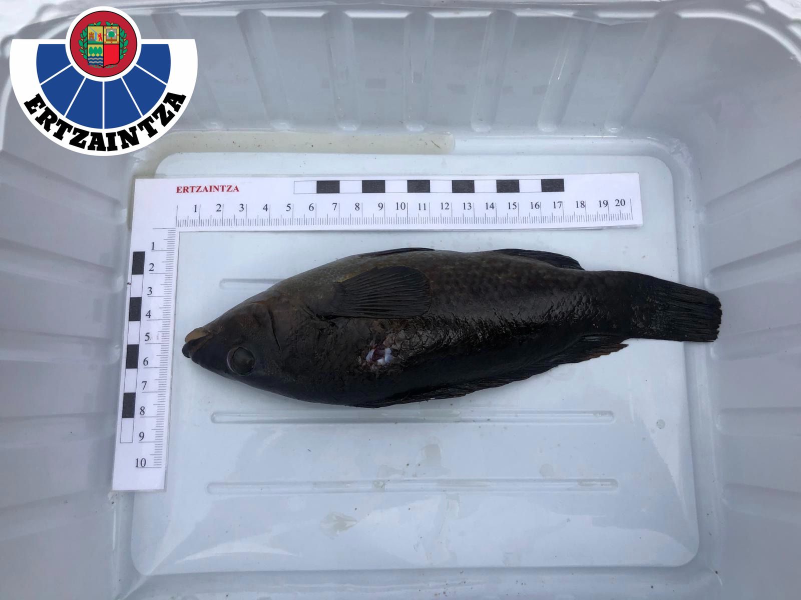 Fotos: La Ertzaintza abre diligencias contra tres buceadores por pesca ilegal en la costa de Armintza