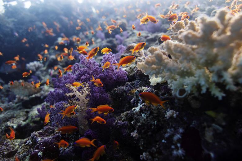 Los peces nadan sobre un arrecife de coral en el Mar Rojo.