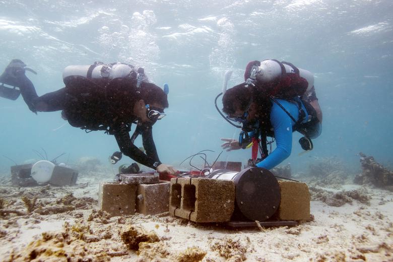 Yui Takeshita, bióloga marina del Instituto de Investigación del Acuario de la Bahía de Monterey, y Keaton Mertz bucean mientras trabajan en un proyecto con Ken Caldeira, científico atmosférico del Departamento de Ecología Global.