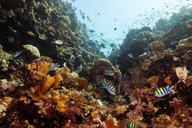 Los peces nadan sobre un arrecife de coral en el Mar Rojo.