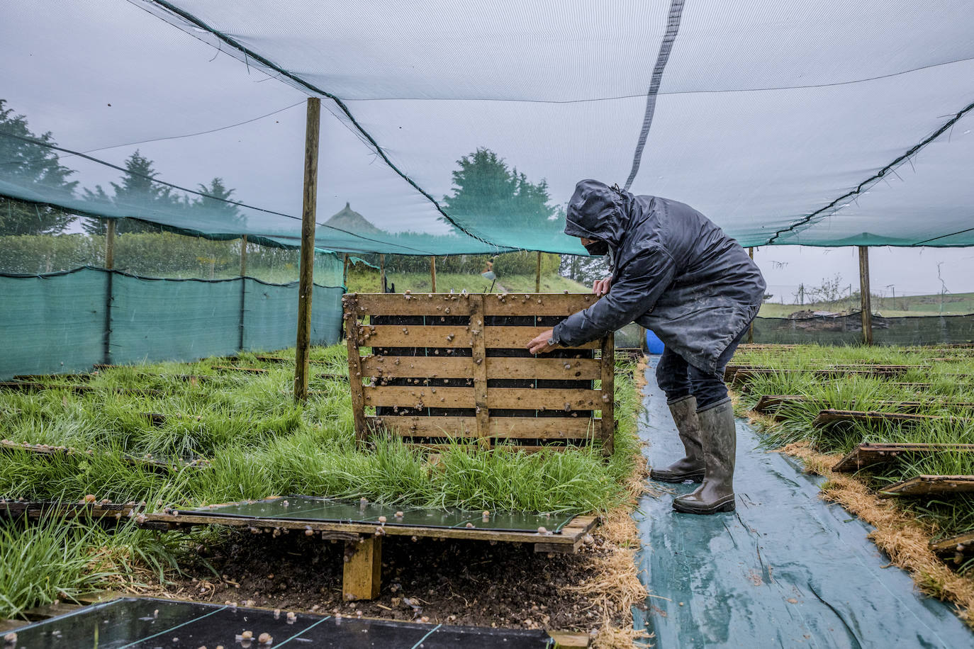 Fotos: El rebaño más dócil