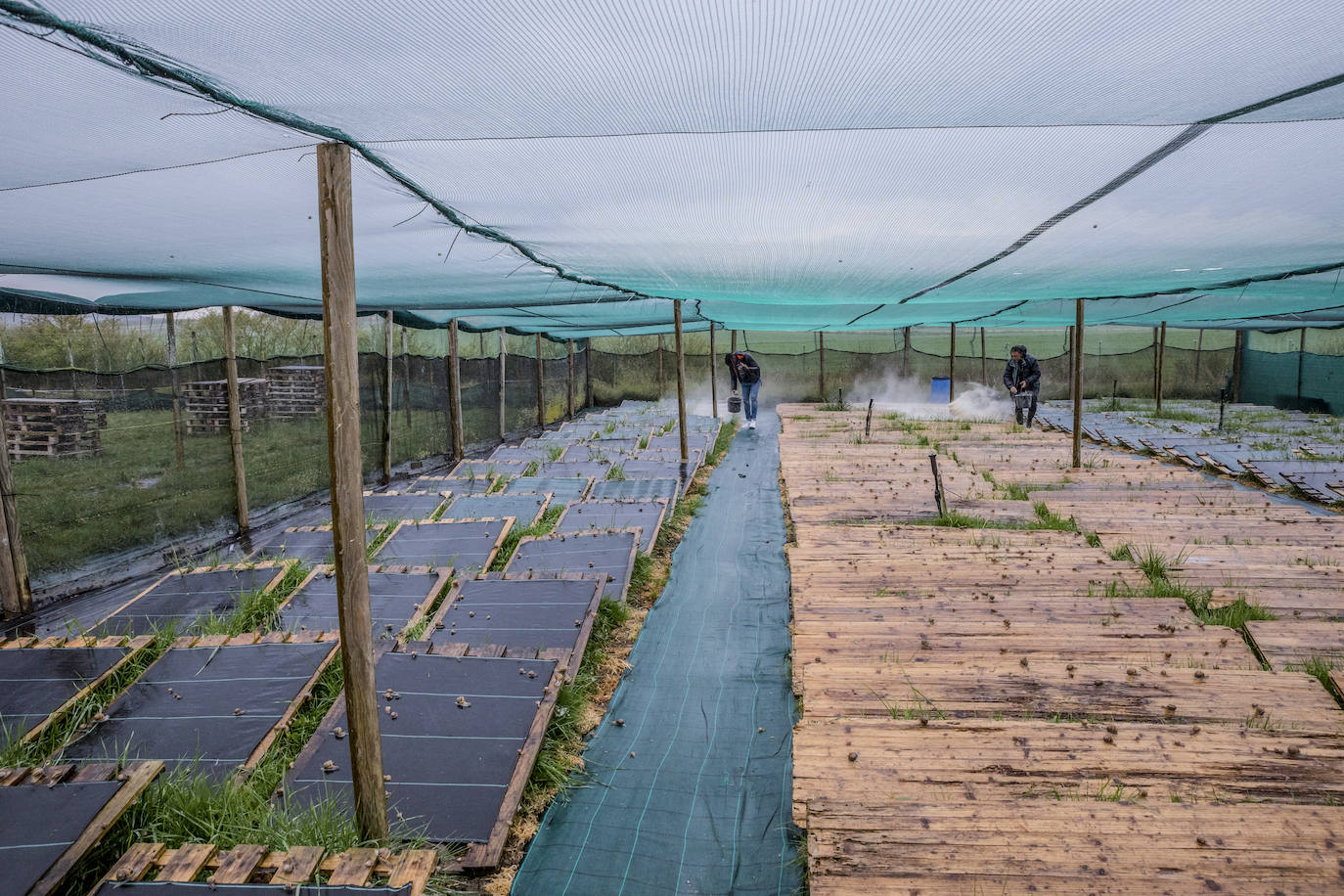 Fotos: El rebaño más dócil